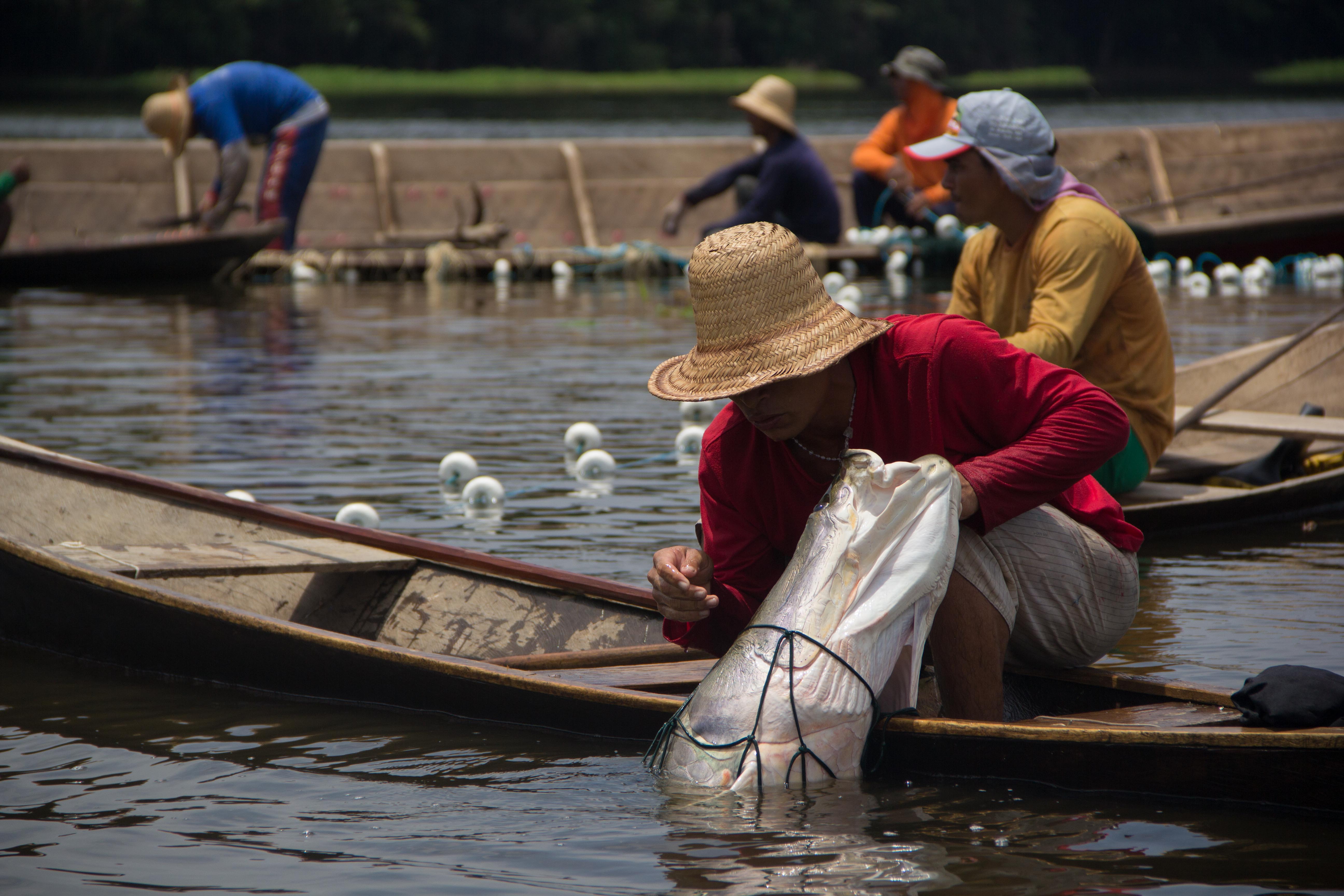 05-11-2014 Manejo de pesca, setor Sao Jose, Reserva Amana - Foto Amanda Lelis-1-31.jpg